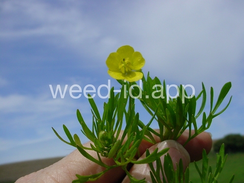 buttercup, corn